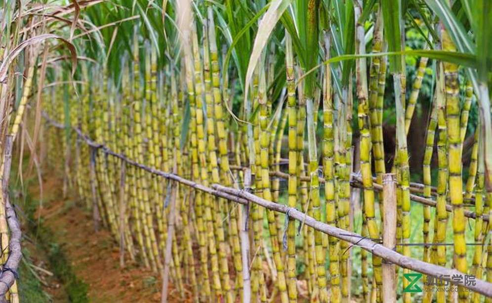 增城綠道甘蔗.jpg 增城綠道甘蔗.jpg