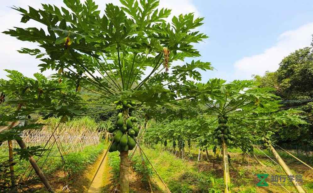 增城綠道.jpg 增城綠道.jpg