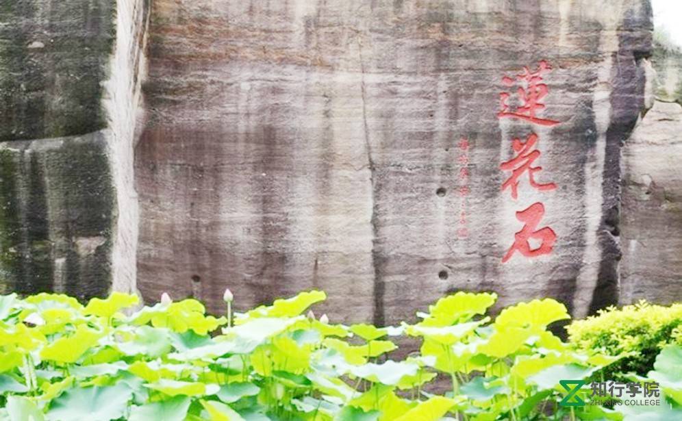 蓮花石.jpg 蓮花石.jpg