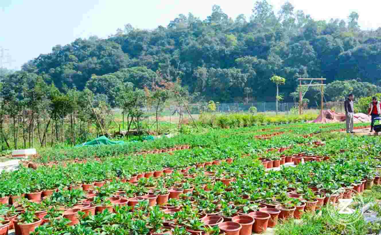 深圳坪山金龜村拓展訓(xùn)練基地5.jpg 深圳坪山金龜村拓展訓(xùn)練基地5.jpg